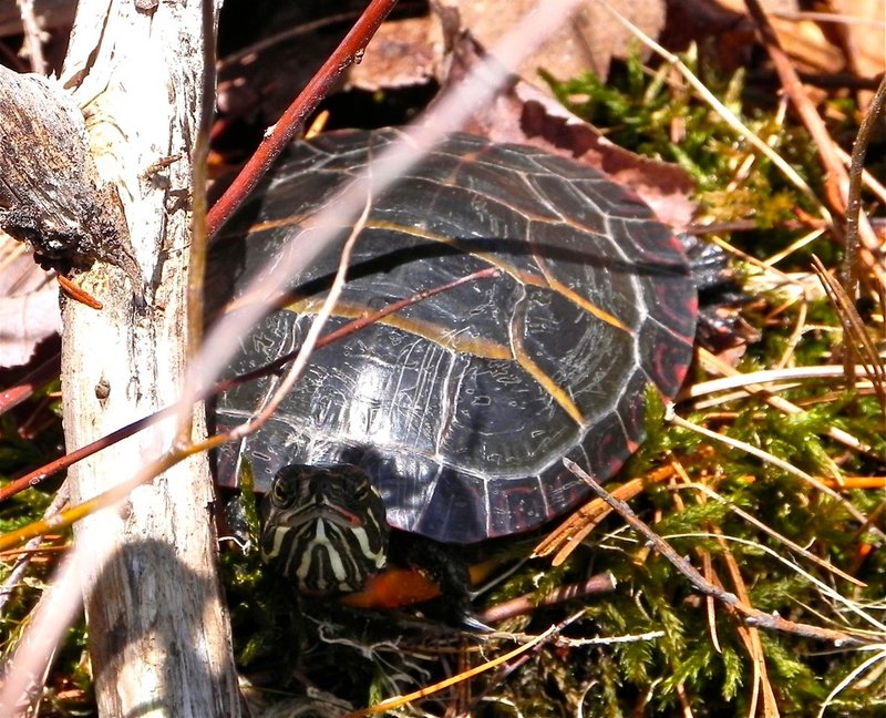 A turtle takes in spring sunshine.