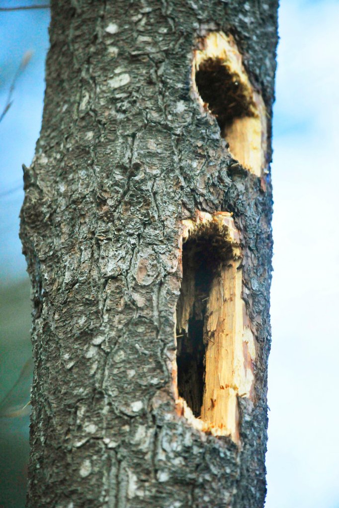 Large holes in trees indicate the presence of pileated woodpeckers.