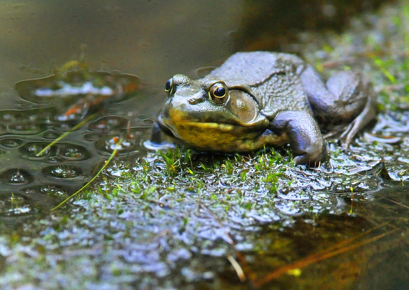 A green frog sits on a log in a vernal pool, a breeding area for the frogs, in Lewiston’s Thorncrag Sanctuary.