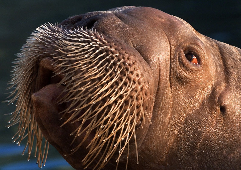 Joan, a female Pacific walrus, basks in the sun at Brookfield Zoo in Chicago. The Pacific walrus is among 251 species that need federal protection, says the WildEarth Guardians group.