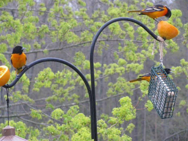A flock of Orioles visits Betty Dunton in Gardiner during a recent May morning. Many migratory visitors have returned to Maine for the season.