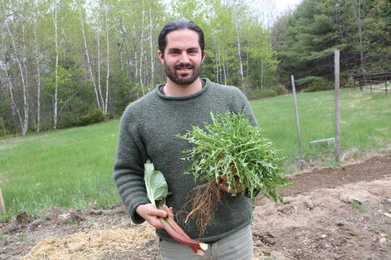Chef Frank Giglio harvests dandelion greens and rhubarb from his East Waterboro garden. On Thursday, he will begin the Maine Real Food Project in Portland, a series of cooking classes that will emphasize local, nutrient-dense foods.