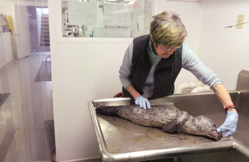 Susan Shaw checks for the presence of teeth on a dead harbor seal pup while attempting to determine its age last week at the Marine Environmental Research Institute in Blue Hill. She is director of the institute.
