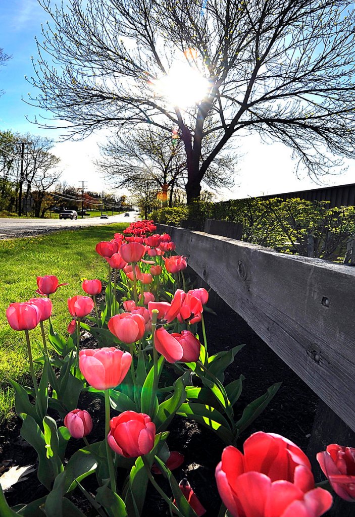 Tulips bloom Thursday along Route 22 in Westbrook as the sun goes down through the trees. More sun is expected today, with temperatures in the 60s, before clouds and showers move in Saturday.