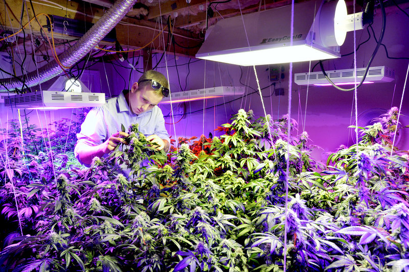Robert Rosso, a state-licensed medical marijuana grower, inspects plants, above, and buds, below.
