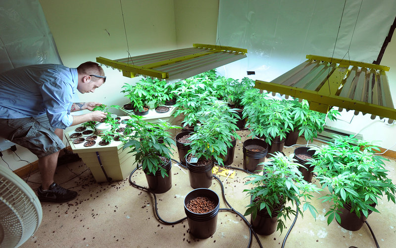 Robert Rosso checks over newly cloned plants in the room where new plants get their start.