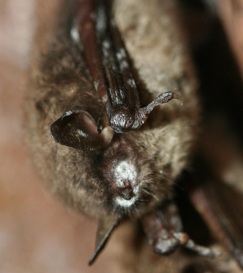 This 2010 photo provided by the U.S Geological Survey shows a hibernating little brown bat in Pennsylvania, with white-muzzle typical of white-nose syndrome. The Interior Department is unveiling a national plan to combat a fungus that has killed more than a million bats in the eastern and southern United States and is spreading west. The fungus has caused white-nose syndrome that has spread to 16 states and three Canadian provinces.