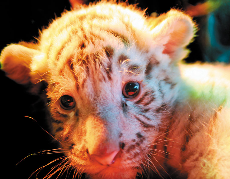 Makeena, a Bengal tiger cub, was given to the DEW Animal Kingdom and Sanctuary by a facility in the southern U.S.