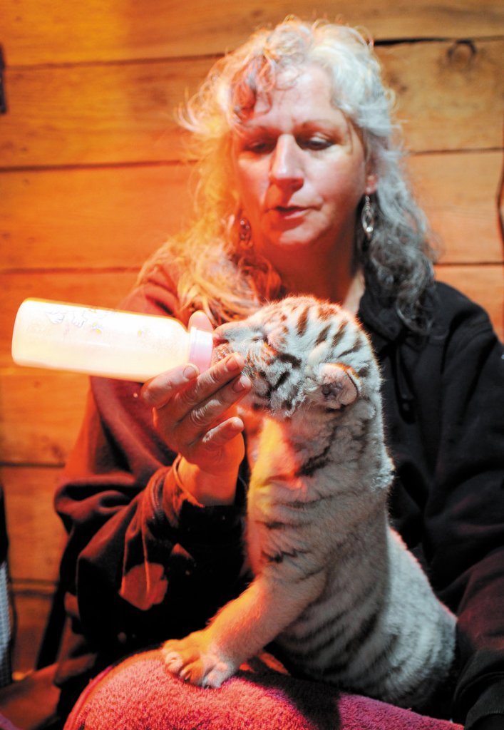 Julie Miner, who co-owns the DEW sanctuary in Mount Vernon with her husband, Bob, bottle feeds the Bengal tiger cub. In four years, she says, the tiger will weigh about 500 pounds.