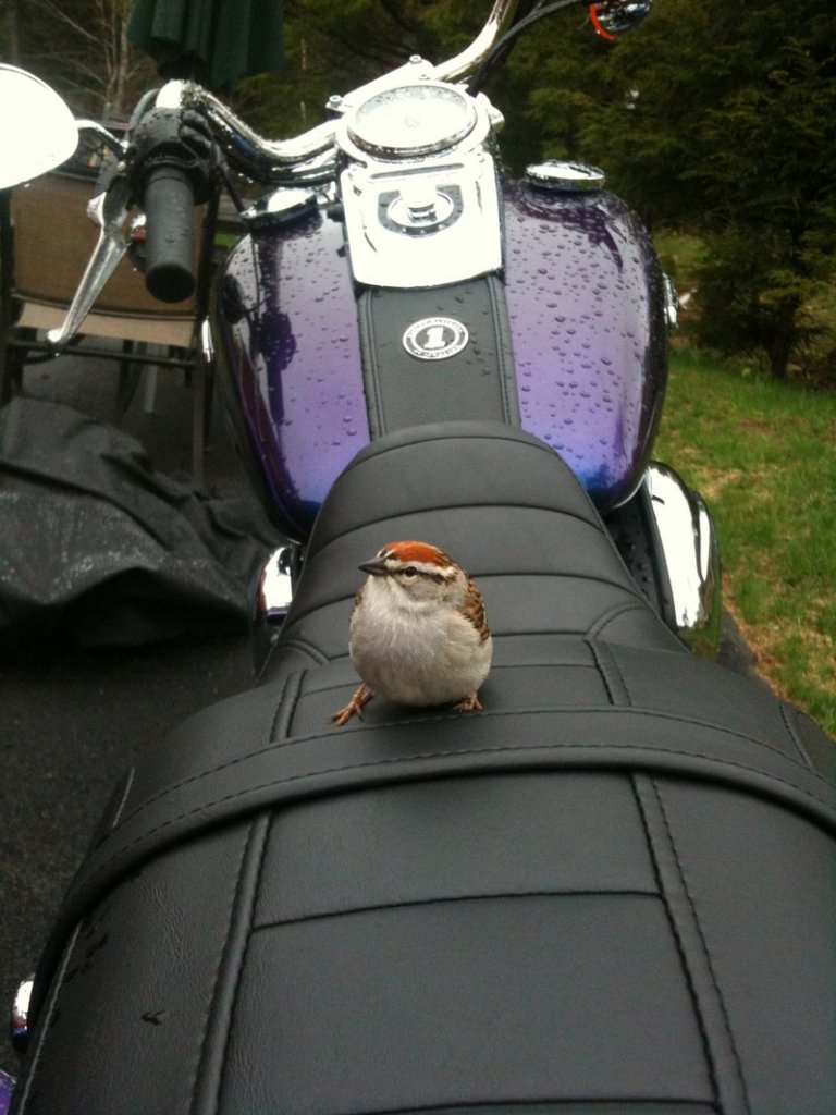 This avian wild child showed up on the new Harley Davidson motorcycle of Sanford’s Sherri Whittaker.