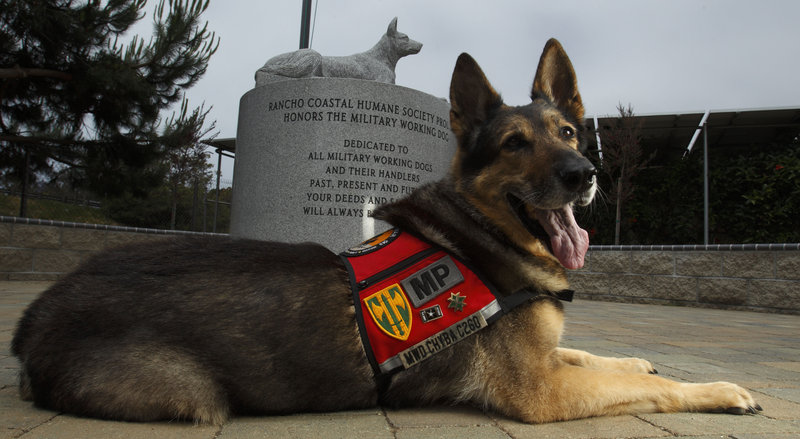 Chyba, a 12-year-old former military dog who served with the Army in Iraq, poses in front of a military dog monument crowned with her likeness at the Rancho Coastal Humane Society in Encinitas, Calif. Madeleine Pickens, wife of billionaire T. Boone Pickens, adopted Chyba.