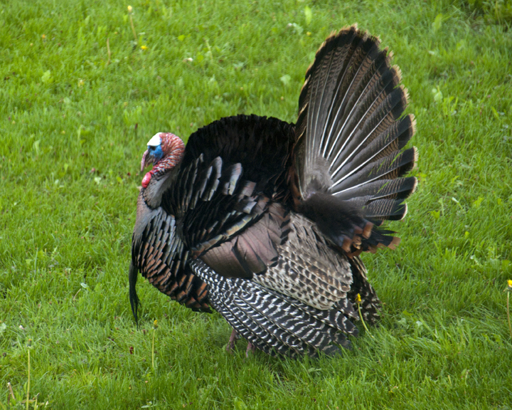 Reader Hope Creighton caught sight of this tom in pursuit of three hens in Thomaston last week.