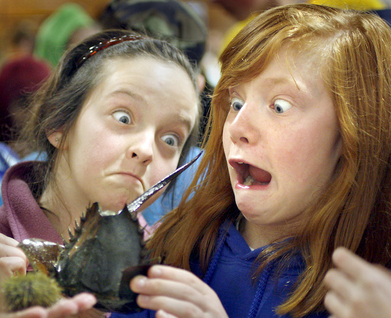 Cassie Guy, left, and Katelyn Roberts, both fifth-graders at Shapleigh Middle School in Kittery, react as a horseshoe crab wiggles its tail at the Explore a Marine Tidepool exhibition during the 16th annual Southern Maine Children's Water Festival at USM's Portland campus on May 20. Some 650 fourth-, fifth- and sixth-grade students and teachers from15 local schools learned about wetland ecosystems and clean water.