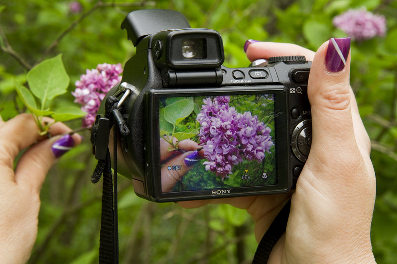 A visitor takes a close-up of some of the Lilac Festival’s stars.