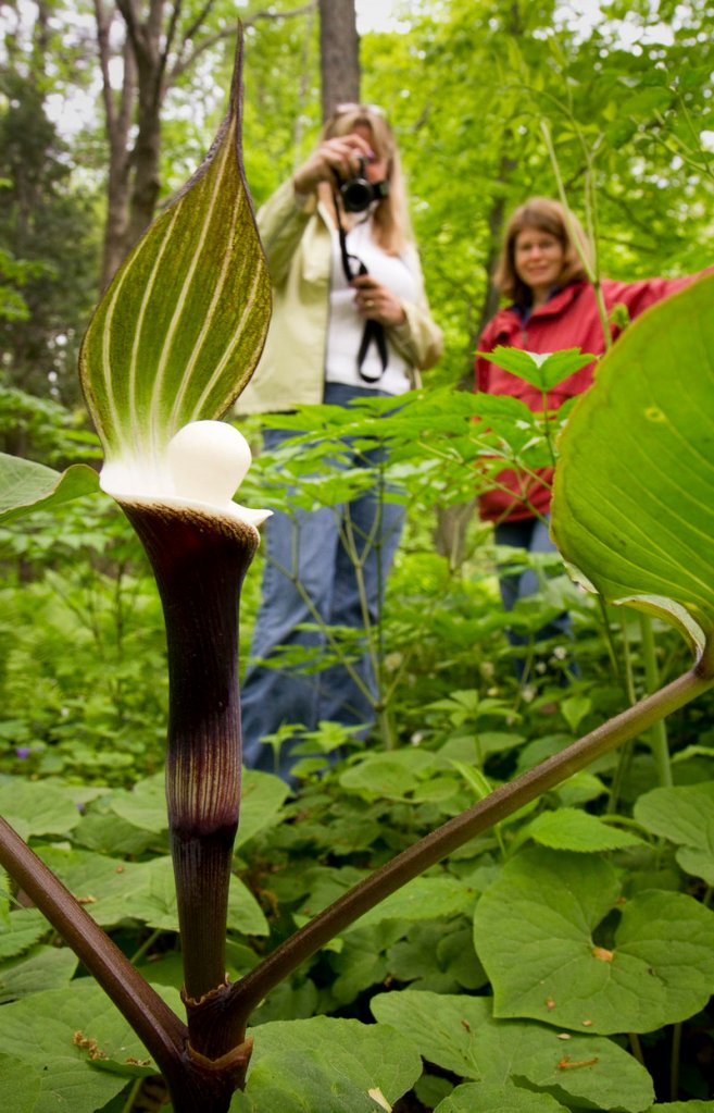 Beth Bellegarde and Bev Thorne of Rumford check out a budding Japanese jack-in-the-pulpit.