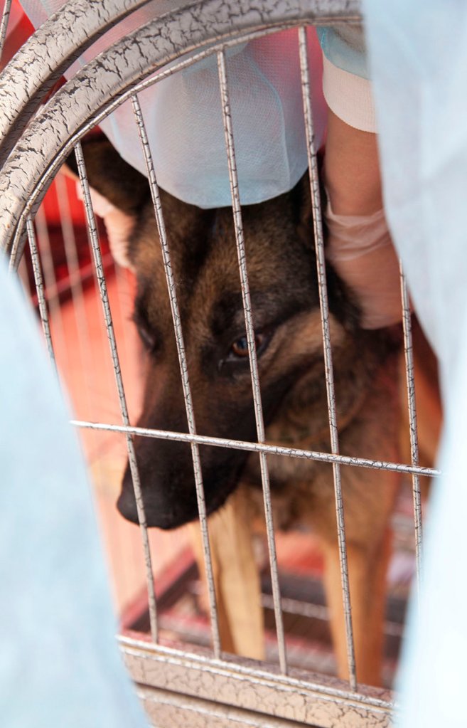 Many of the 520 dogs rescued from a truck in China were dehydrated, malnourished or suffering from deadly viruses. Several have died since their rescue by animal activists.