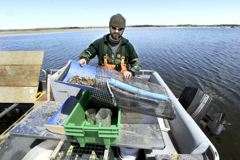 Nate Perry fills an oyster bag that will be placed in the Scarborough River to allow the oysters to mature. It takes about three years to grow oyster seeds – about 2 millimeters big – to market size.