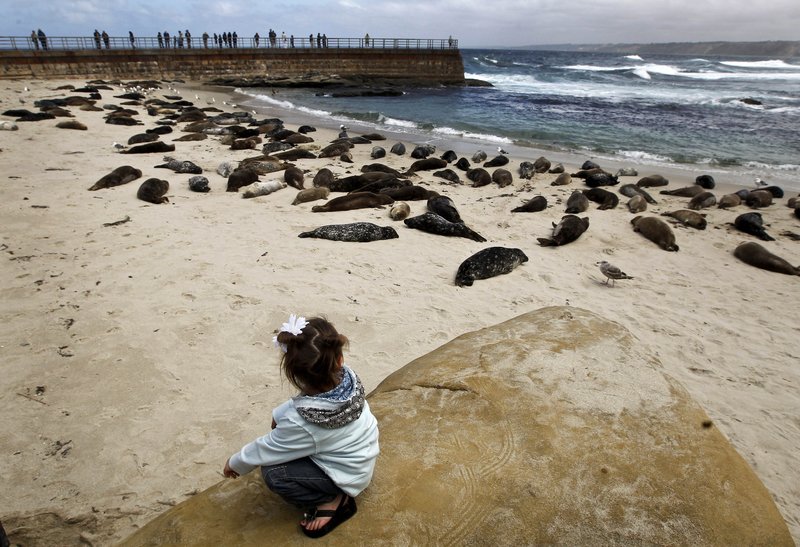 Two-year-old Clara Luzmorr of Rock Springs, Wy., watches harbor seals lying on the sand along La Jolla beach, known as Children’s Pool, in San Diego on Sunday. A judge is expected to decide this week whether the cove should be a children’s beach or should be cordoned off year round to protect the harbor seals.