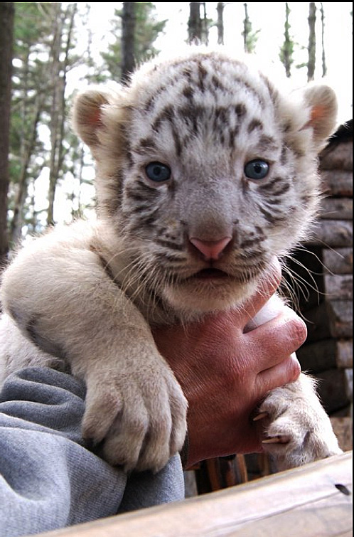 Makeena, a baby white Bengal tiger.