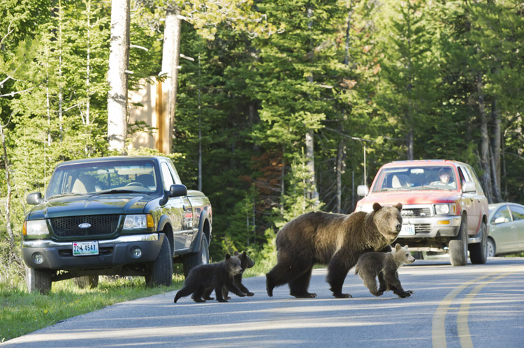 This June 2011 photo shows Grizzly bear No. 399 crossing a road in Grand Teton National Park, Wyo., with her three cubs. The bears are part of a family that's become a tourist attraction because of their frequent appearances near roads. Biologists speculate this behavior keeps at bay adult male bears, which sometimes kill cubs.