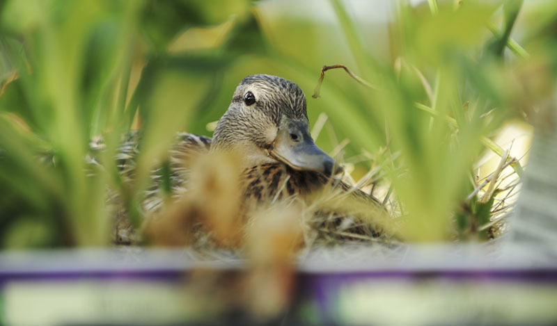 A mallard duck sits on her nest in the lawn and garden section of the Home Depot store in Bangor.