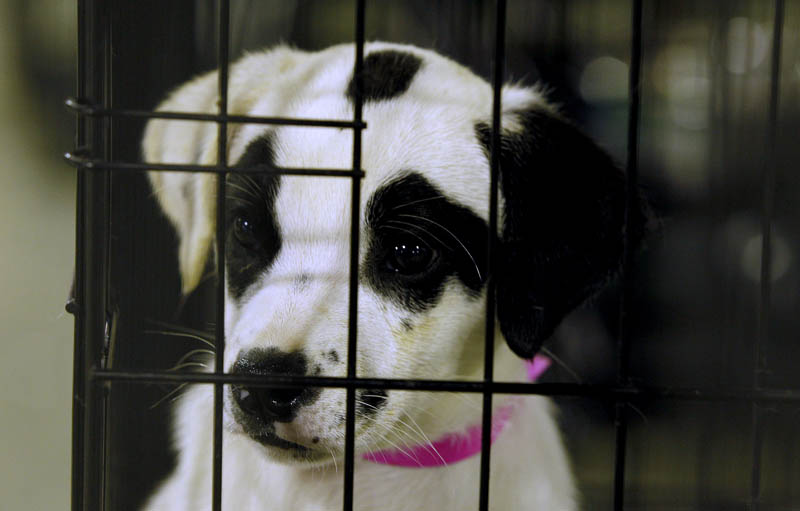 A puppy looks out of its cage at a shelter in Joplin, Mo. More than three weeks after an EF5 tornado ripped through Joplin, nearly 900 dogs and cats remain sheltered at the Humane Society, most of them unlikely to ever be reunited with their owners.
