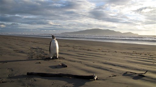 In this June 20, 2011 photo released by New Zealand's Department of Conservation, an Emperor penguin walks along Peka Peka Beach in New Zealand after it got lost while hunting for food. The young Antarctic Emperor penguin has taken a rare wrong turn and ended up stranded on a New Zealand beach. (AP Photo/Richard Gill, Department of Conservation)