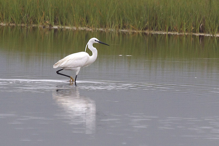 A Little Egret has taken up residence in the Scarborough Marsh and it is the first time a Little Egret has been spotted in Maine. The bird has drawn birders from around Maine as well as New Hampshire and Massachusetts.