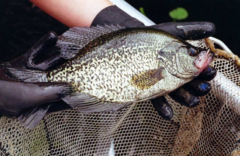 A black crappie caught in Sebago Lake. Black crappies range from silvery olive to golden brown on the back and have silvery sides.