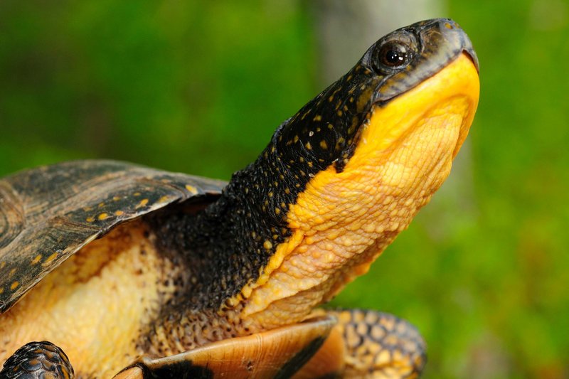 The endangered Blanding’s turtle and other threatened wildlife species are of particular concern as volunteers record road kill.