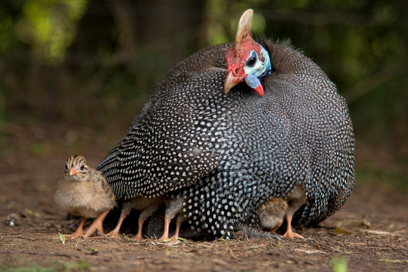 Guineafowl eat ticks, so some people like to keep them around to help guard against Lyme disease.