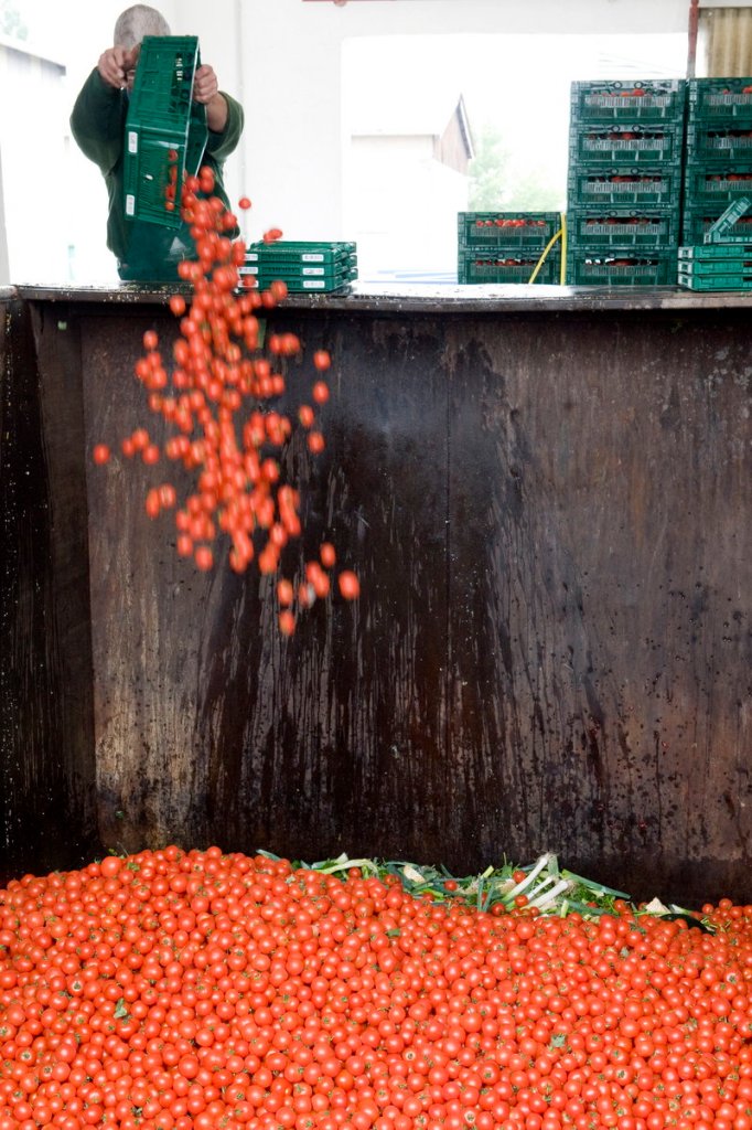 An employee of a vegetable company discards tomatoes in Werder, Germany, on Tuesday. With the market still in turmoil amid the E. coli threat, distributors continue to dump produce.