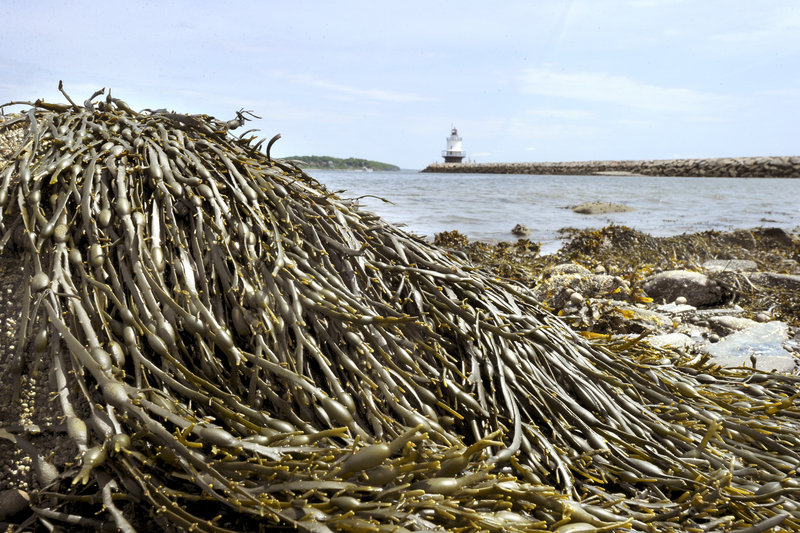 Rockweed, shown in South Portland, is used as a fertilizer, food additive, in packaging for bait and lobster, in cosmetics and as a nutritional supplement. John Patriquin/Staff Photographer