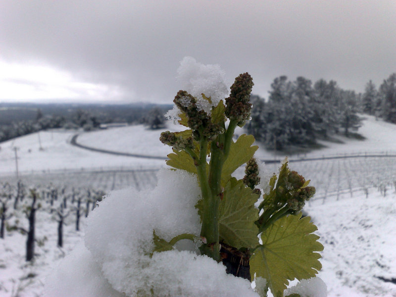 This May 15 photo provided by Holly’s Hill Vineyard shows snow covering the vineyard near Placerville, Calif.