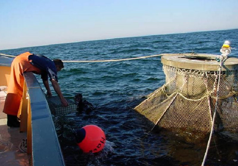 A crewman passes a transfer cage of young Atlantic halibut to a diver for stocking into an offshore fish cage off the New Hampshire coast in 2002. Currently there are no fish farms in federal waters, only in the 3-mile band of state waters. Proposed federal guidelines will take another year to finalize.
