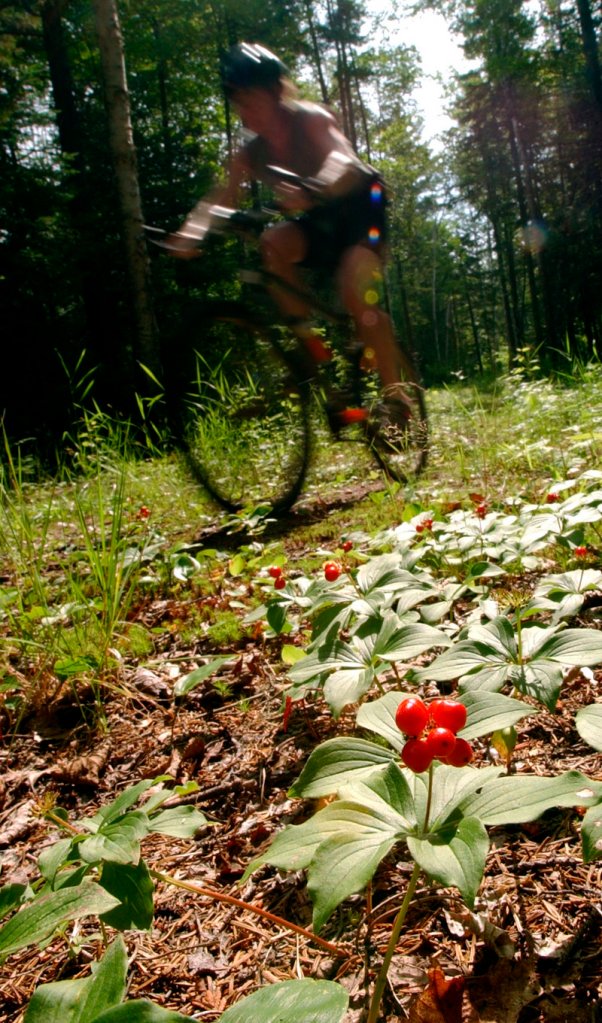 A rider rockets down a trail in Carrabassett Valley. A highlight of the season there is the Backcountry Cycle Challenge on July 24.