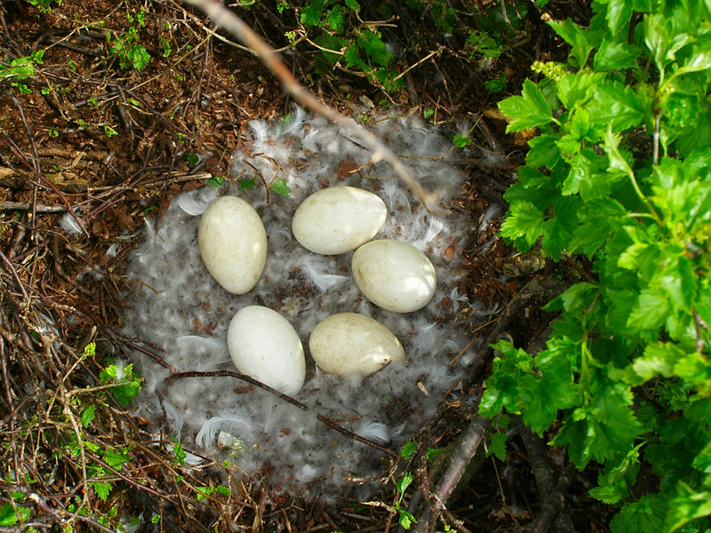An eider’s simple nest is lined with feathers that the mother plucks from her breast.