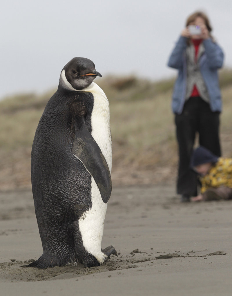 A woman photographs the emperor penguin dubbed Happy Feet on the Kapiti Coast in New Zealand last week.