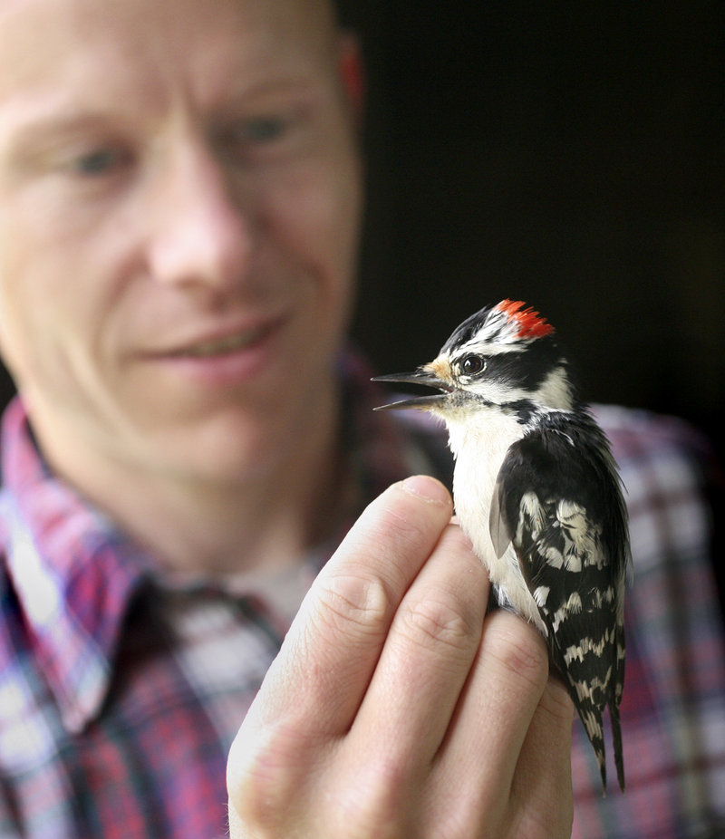 Patrick Keenan, BioDiversity Research Institute's outreach director, inspects a male downy woodpecker in Falmouth.