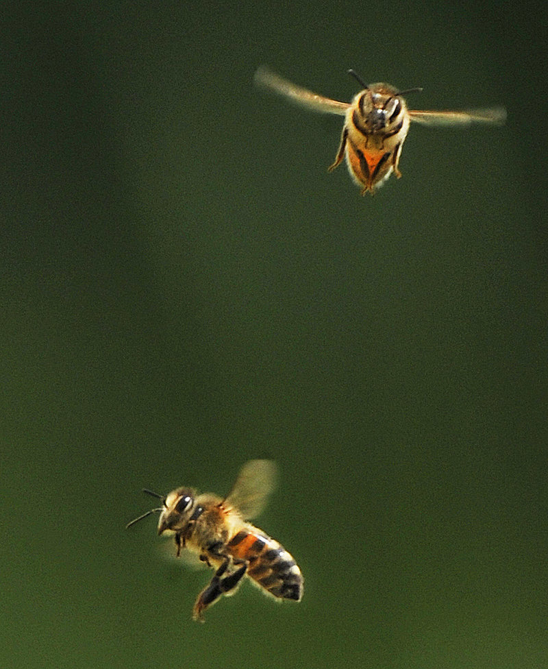 Two of Phil Gaven's bees, being busy.