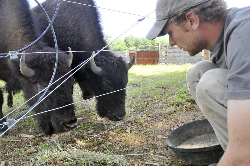 Conor Guptill feeds bison in Berwick on Tuesday. His first slaughter is expected in fall 2012. Currently, the farm sells bison meat from Yankee Farmer’s Market.