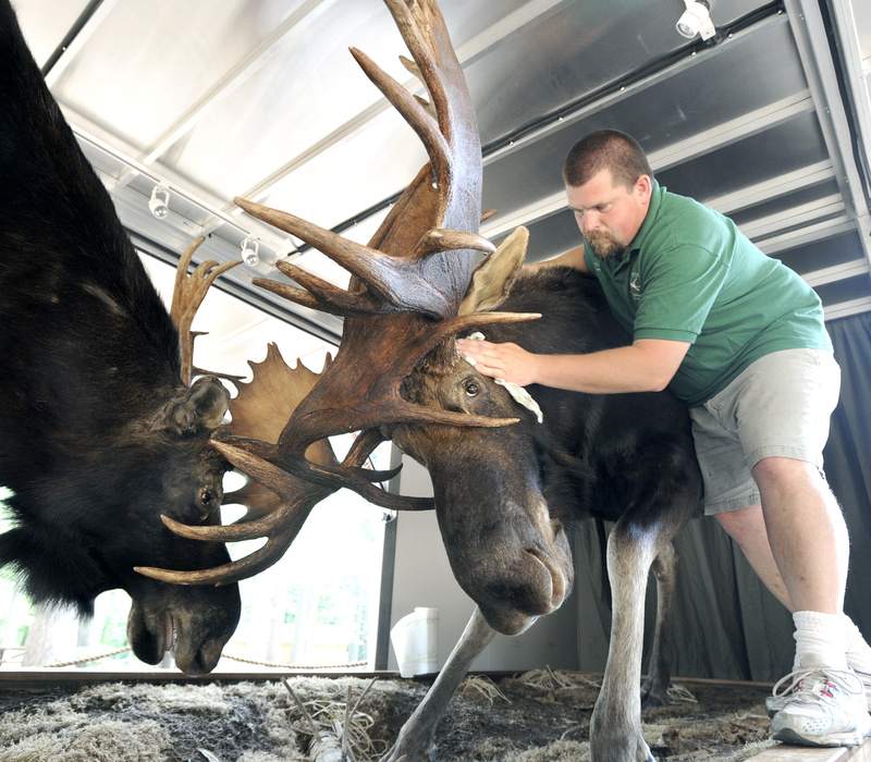 Maine taxidermist Mark Dufresne touches up “The Final Charge,” mounted from the remains of a real-life fatal battle between bull moose. Adella Johnson of New Sweden found two moose carcasses with interlocking antlers frozen in a swamp in spring 2006 and donated them to the state for educational purposes. Now they’re on display and getting a touch-up at the Maine Wildlife Park in Gray.