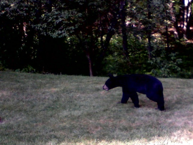 This bear was seen in a backyard on Fox Hall Road (off Leighton Road) in west Falmouth on Saturday.