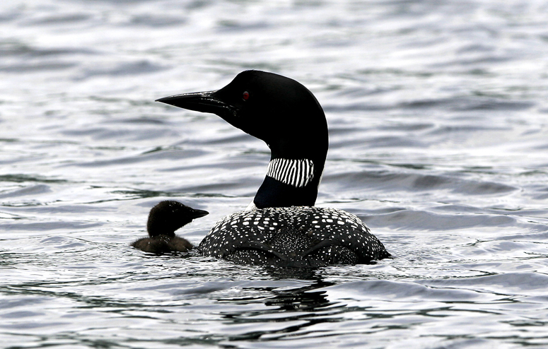 Maine's loon tally could go down this year following last year's record numbers because of the wet spring, according to an Audubon official.