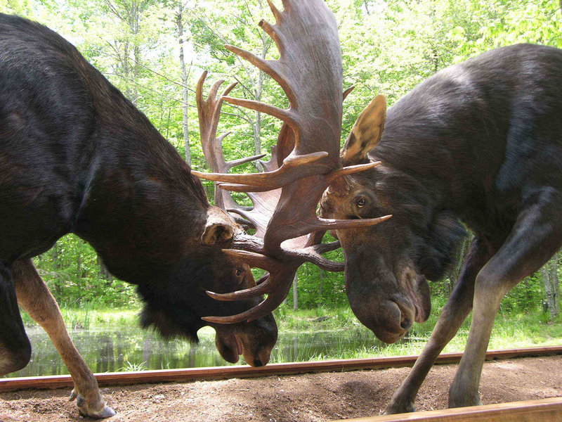 “Final Charge,” which depicts two bull moose with their antlers locked in battle, will be on display this week at the Maine Wildlife Park in Gray.