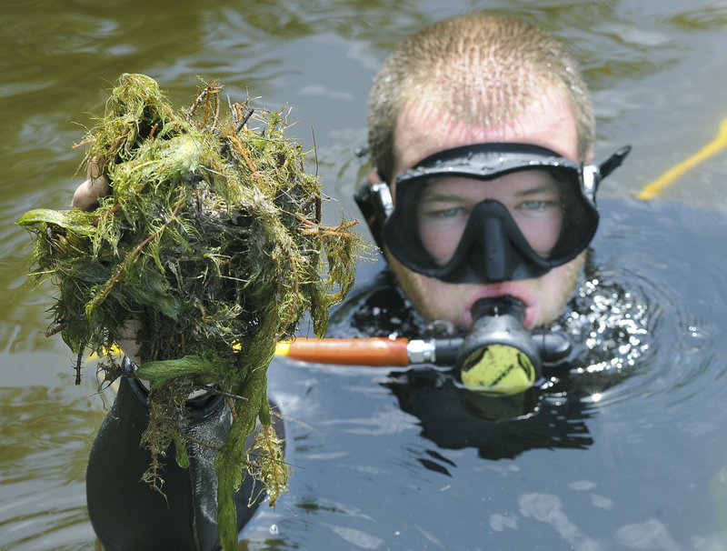 Diver Dan Bishop holds up some of the milfoil he is removing from the Songo River in Naples.