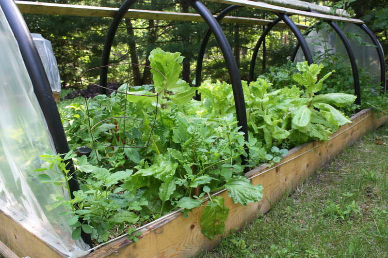 One of the hoop houses at Island Micro Farm overflows with greens, many of which are destined for the Cockeyed Gull.