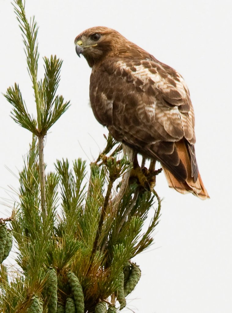 A northern harrier hawk, perched at Timber Point, shows the diversity of wildlife in the coastal area.