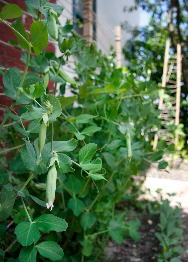 Sugar snap peas grow among other vegetables in the raised beds beside the center.