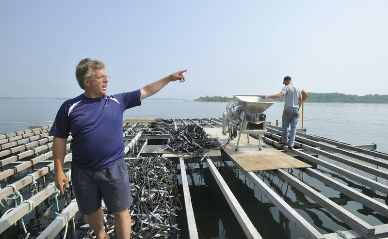 Peter Stocks, owner of Calendar Islands Mussel Co., oversees the operation on one of the rafts the company has moored off Little Chebeague Island. Several other Casco Bay aquaculture businesses are operating near the Clapboard, Bangs and Basket islands.
